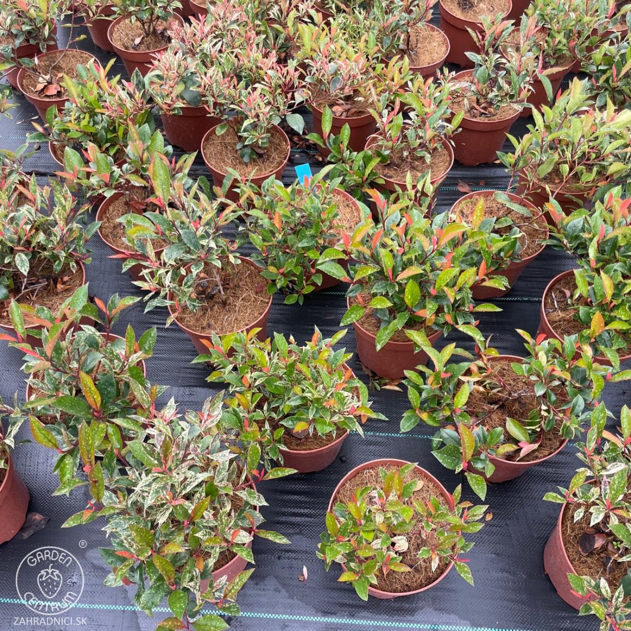 Obrázok Červienka Fraserova (Photinia × fraseri) ‘LITTLE FENNA’ - výška 15-25, kont. C2L